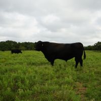 Highway 63 Cattle Ranch 520 - HL images 4