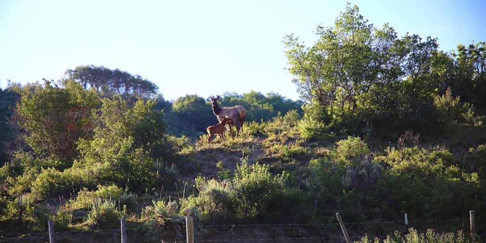 Grassy Creek Ranch featured image
