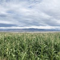 Bighorn River Ranch