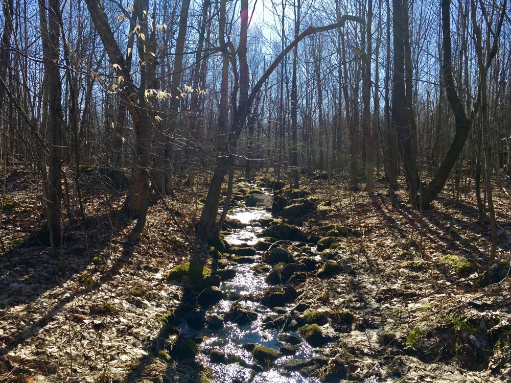87 Acre Adirondack Hunting Land Hopkinton NY featured image