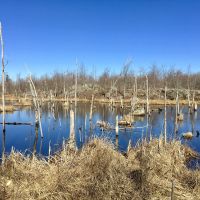87 Acre Adirondack Hunting Land Hopkinton NY images 6