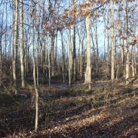 109 Acres crop land &nbsp; mature timber images 6