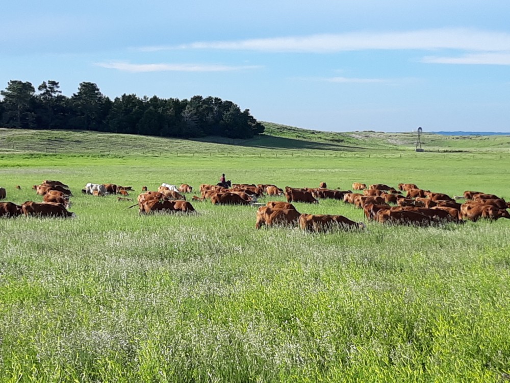 Stewart Quarter Horse &nbsp; Cattle Ranch featured image