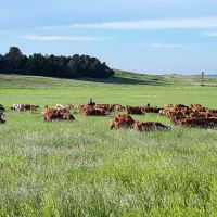 Stewart Quarter Horse &nbsp; Cattle Ranch