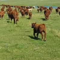 Stewart Quarter Horse &nbsp; Cattle Ranch images 4