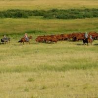 Stewart Quarter Horse &nbsp; Cattle Ranch images 5