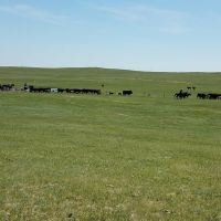 Stewart Quarter Horse &nbsp; Cattle Ranch images 6