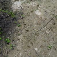 490 Acres  Pushepatapa Cutoff Road &nbsp; Washington Parish images 3
