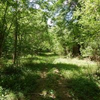 490 Acres  Pushepatapa Cutoff Road &nbsp; Washington Parish images 5