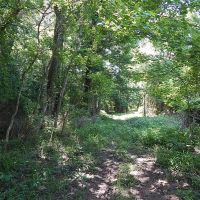 490 Acres  Pushepatapa Cutoff Road &nbsp; Washington Parish images 6
