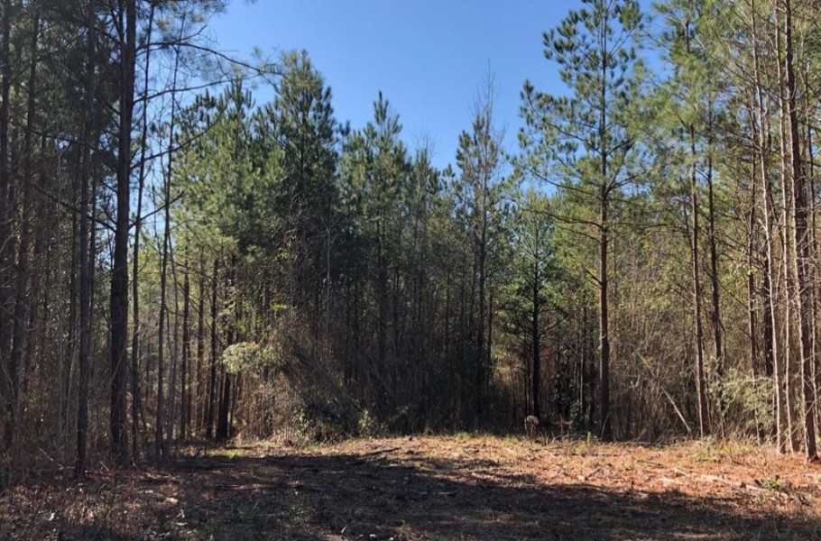 20 Acres in Lincoln County in Bogue Chitto  MS featured image