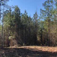 20 Acres in Lincoln County in Bogue Chitto  MS images 1