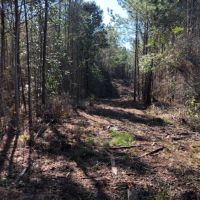 20 Acres in Lincoln County in Bogue Chitto  MS images 2