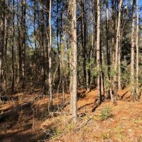 20 Acres in Lincoln County in Bogue Chitto  MS images 3