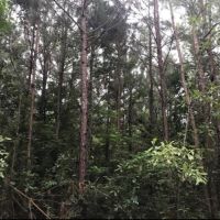20 Acres in Lincoln County in Bogue Chitto  MS images 4