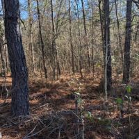 20 Acres in Lincoln County in Bogue Chitto  MS images 5