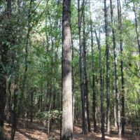 18 Acres in Lauderdale County in Meridian  MS images 2
