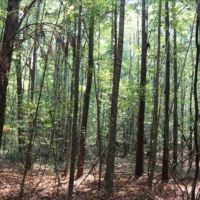 18 Acres in Lauderdale County in Meridian  MS images 3