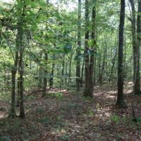 18 Acres in Lauderdale County in Meridian  MS images 5