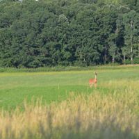 Whitetail &nbsp; Waterfowl Hunting with Build Site Marquette County images 3
