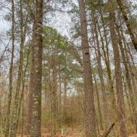 30 Acres &nbsp; Off FM 223 images 3