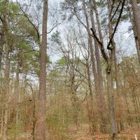 30 Acres &nbsp; Off FM 223 images 4