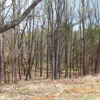 87.88 Acres open &nbsp; wooded  beautiful home sites  great hunting images 3