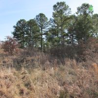 Big Pine 120-jc