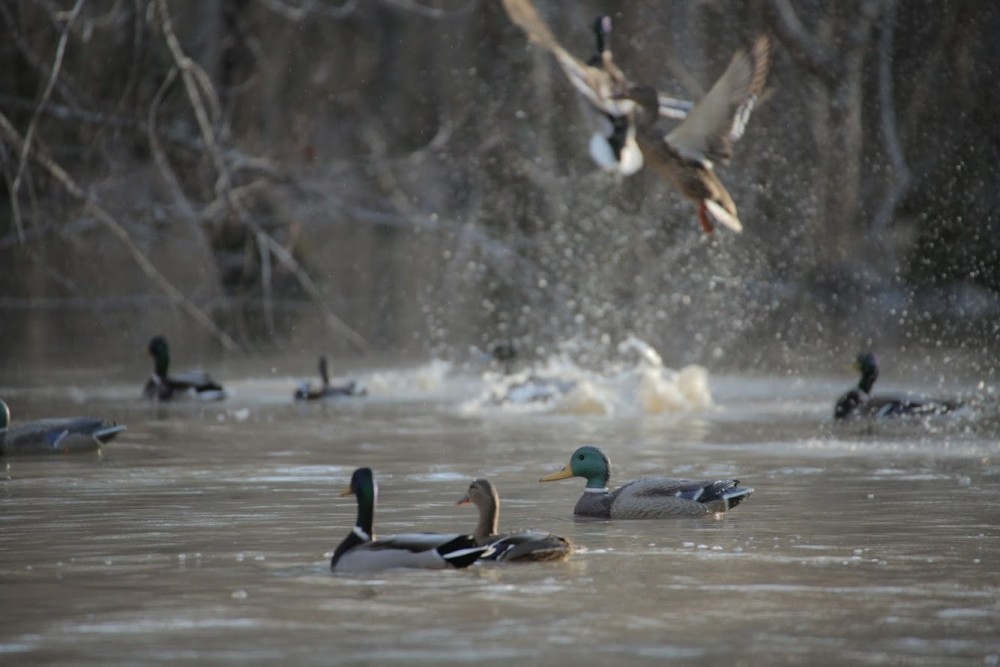I-55 Corporation Duck Club featured image
