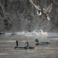 I-55 Corporation Duck Club