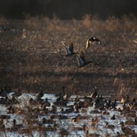 I-55 Corporation Duck Club images 2