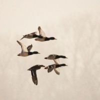 I-55 Corporation Duck Club images 3