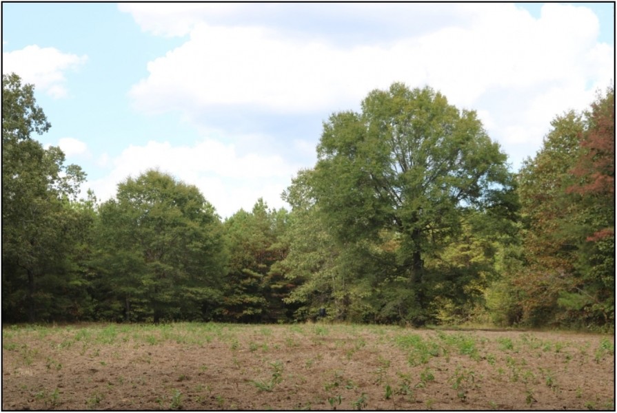 203 Acres in Kemper County in Porterville  MS featured image