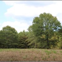 203 Acres in Kemper County in Porterville  MS