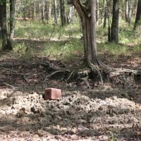203 Acres in Kemper County in Porterville  MS images 2