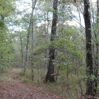 203 Acres in Kemper County in Porterville  MS images 3