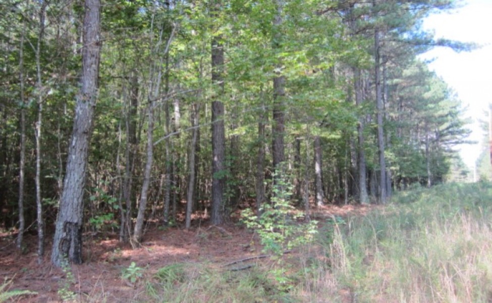 50.61 Acres in Tishomingo County in Iuka  MS featured image