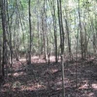 50.61 Acres in Tishomingo County in Iuka  MS images 2