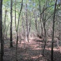 50.61 Acres in Tishomingo County in Iuka  MS images 3
