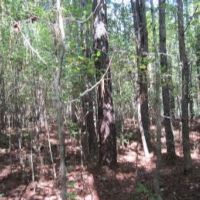 50.61 Acres in Tishomingo County in Iuka  MS images 4