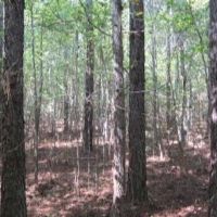 50.61 Acres in Tishomingo County in Iuka  MS images 5