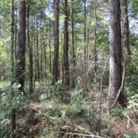50.61 Acres in Tishomingo County in Iuka  MS images 6