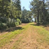 10 Acre Lake on 132 Acres of Timberland images 4