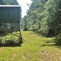 10 Acre Lake on 132 Acres of Timberland images 6