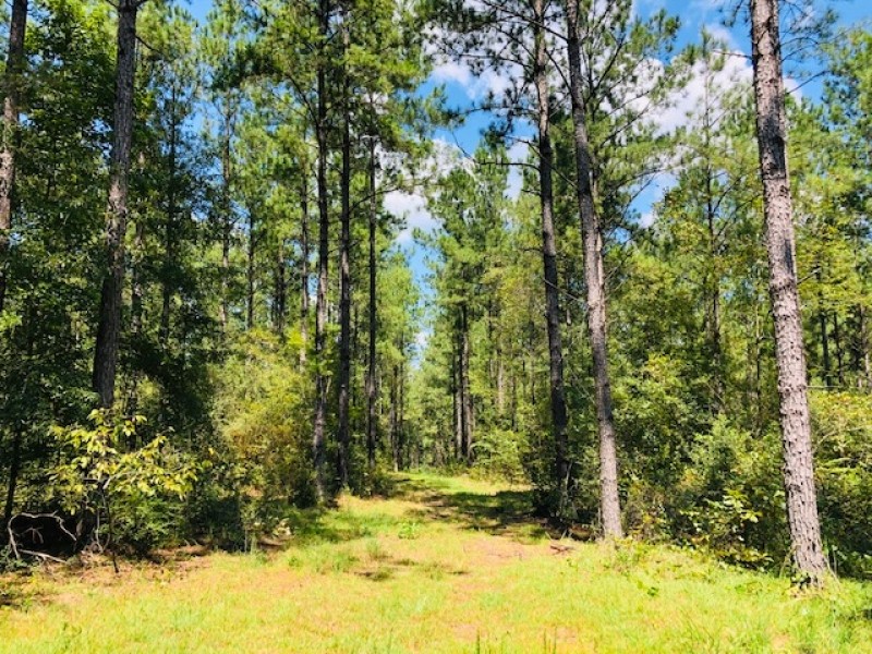 56 Acres  Gates Road  Columbia  MS featured image