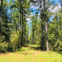 56 Acres  Gates Road  Columbia  MS