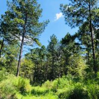 56 Acres  Gates Road  Columbia  MS images 3
