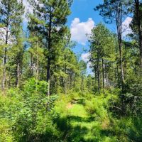 56 Acres  Gates Road  Columbia  MS images 4