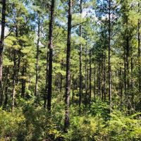 56 Acres  Gates Road  Columbia  MS images 5