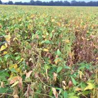 255  - Acres Cropland images 6